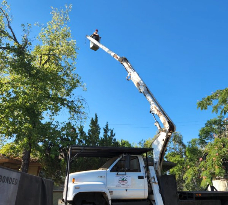 tree removal job